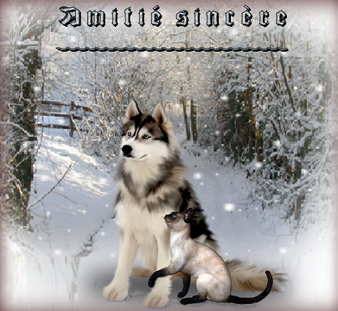 Amitié sincère/ Chien husky et chat siamois