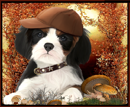 Chiot noir et blanc à la casquette en automne