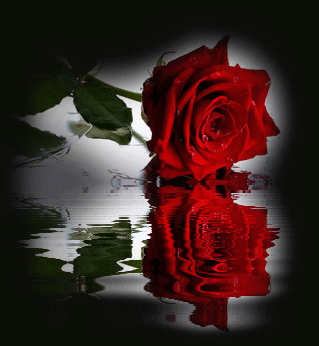 Rose rouge reflet