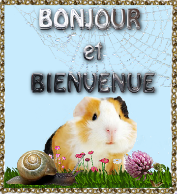 Bonjour et Bienvenue: cobaye et escargot.