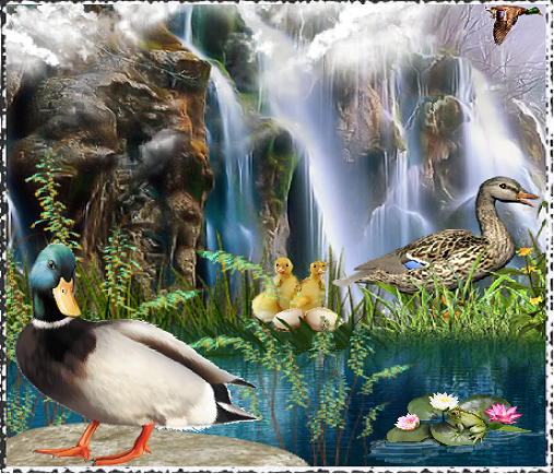 Canards devant cascade