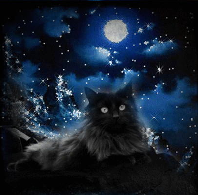 Chat persan noir pleine lune