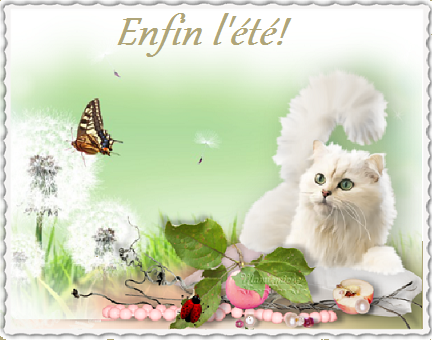 Enfin l'été: chat blanc, papillon et pissenlits