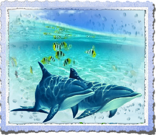 Couple dauphins , mer turquoise et banc de poissons