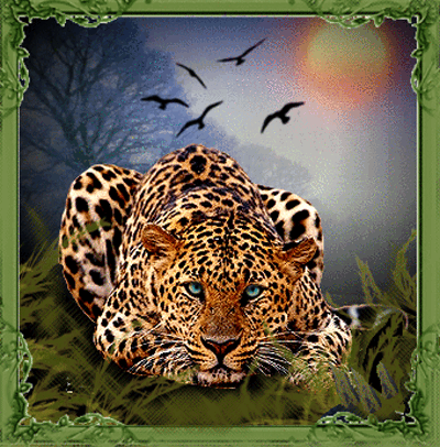 Jaguar / coucher de soleil