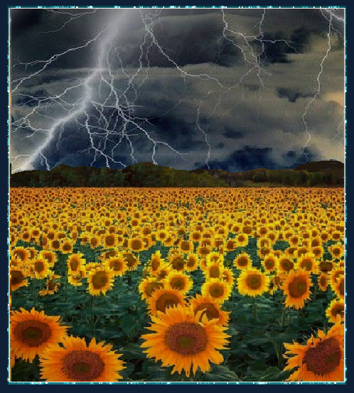 Tournesols et orages 
