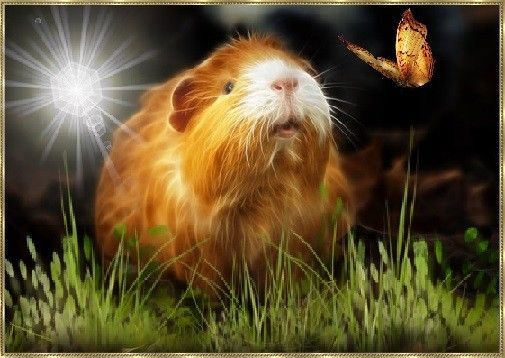 Cochon d'Inde, papillon doré, décor nature.