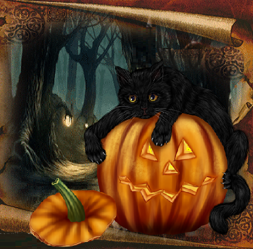 Chat noir et citrouille, la nuit