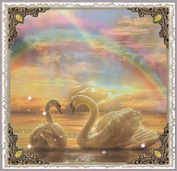 Cygnes , arc en ciel , coucher de soleil.