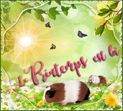 Le printemps est là ! 2 cochons d'Inde dans l'herbe