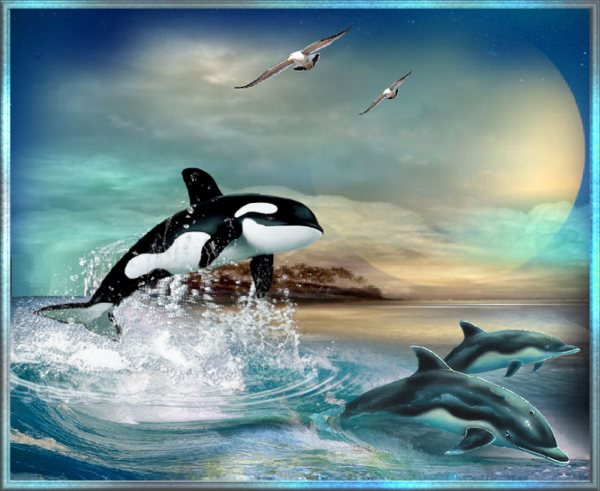 Jeune orque et dauphins jouant dans les vagues