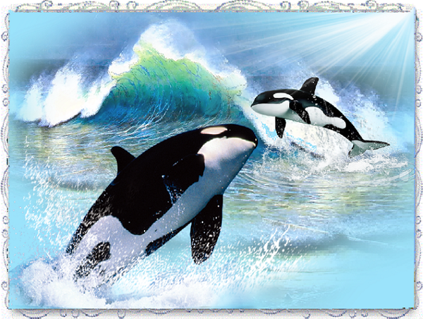 Orques jouant dans l'Océan
