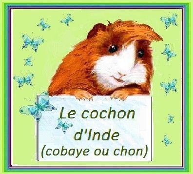 Le cochon d'Inde ( cobaye ou chon)
