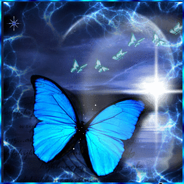 Papillons bleus coucher de soleil