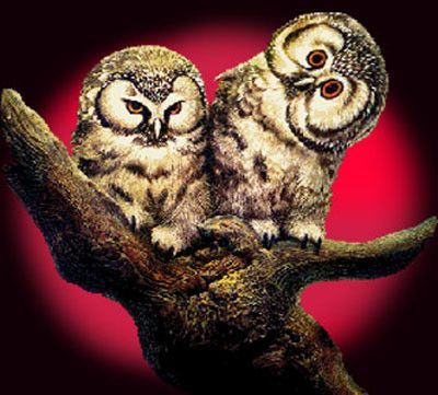 2 chouettes coucher de soleil