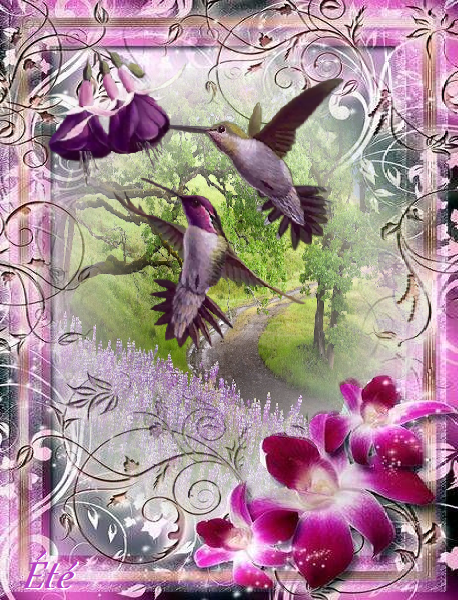 Eté/Colibris et orchidées 