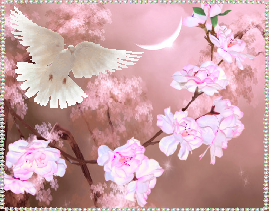 Colombe au printemps, branche de cerisier.