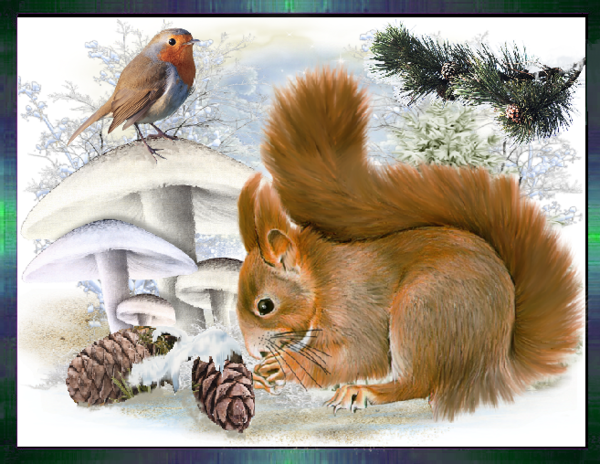 Ecureuil et rouge gorge en hiver.