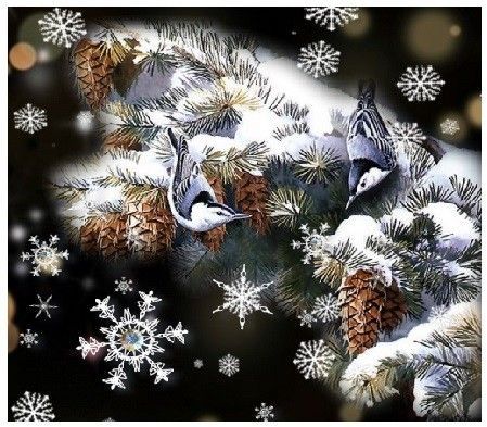 Oiseaux en hiver dans les sapins