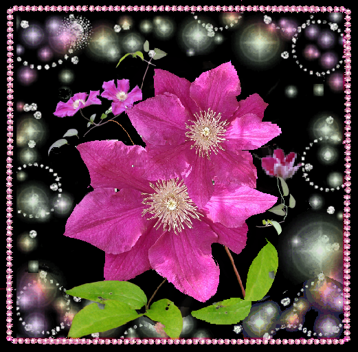 Clématites roses fond noir