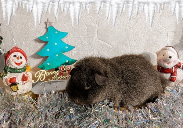 Bonne année / Cochon d'Inde, bonhomme et ours