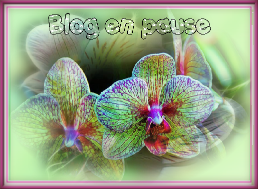 Blog en pause/ belles orchidées multicolores