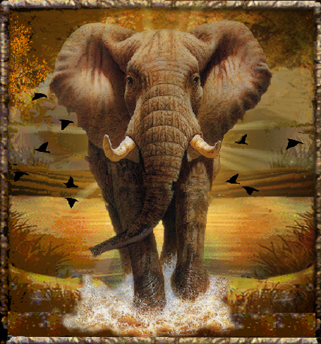 Elephant d'Afrique, coucher de soleil.