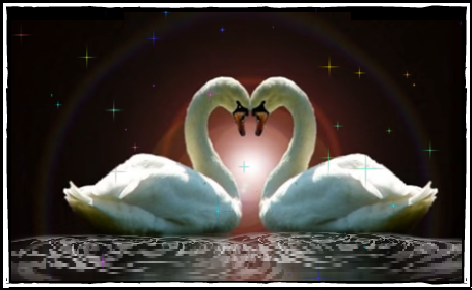 Couple de cygnes en coeur, sur l'eau la nuit
