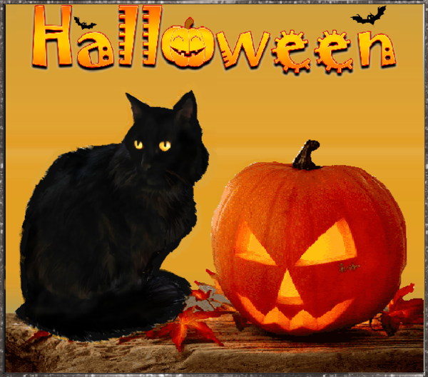 Chat noir , citrouille /Halloween