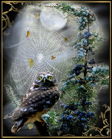 Chouette une nuit de pleine lune, toile d'araignée.