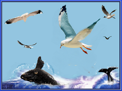 Baleines et mouettes