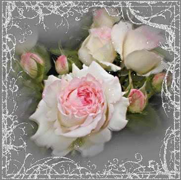 Roses roses  cadre scintillant