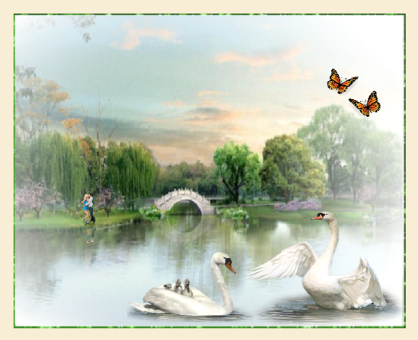 Couple, et famille cygne au printemps