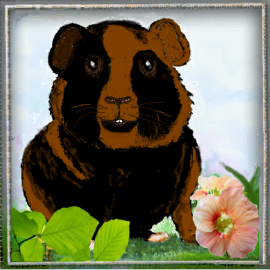 Cochon d'Inde / cobaye noir et marron. 