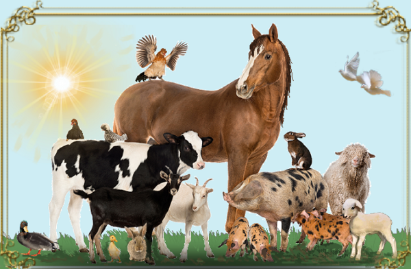 Animaux de la ferme , soleil matinal.