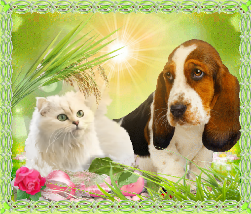 Chat Persan et chien basset en été
