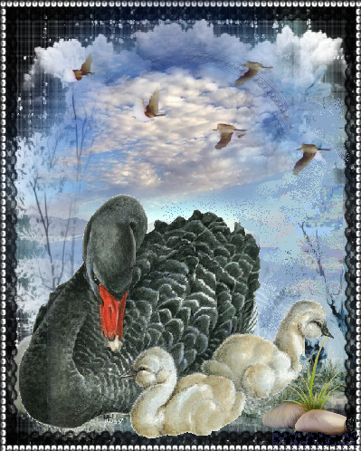 Cygne et ses petits en hiver