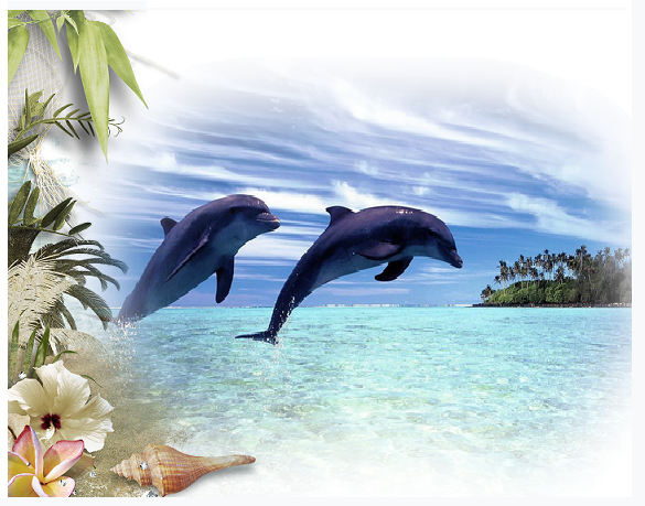 Ile, plage et Dauphins