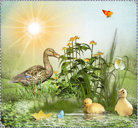 Cane et canetons en été