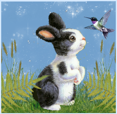 Lapin noir et blanc et colibri