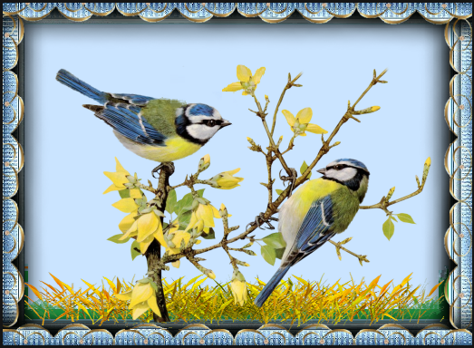 Mésanges sur un forshytia