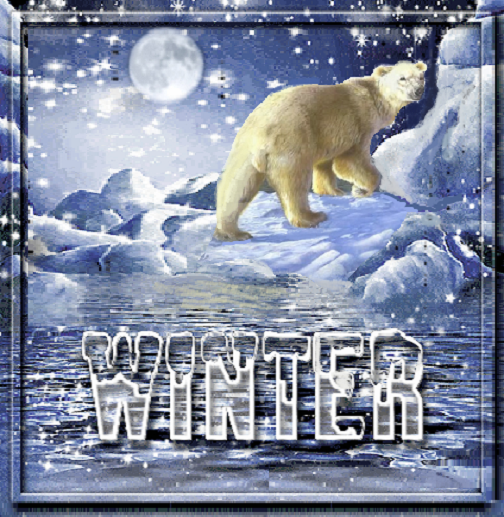 Winter /ours polaire