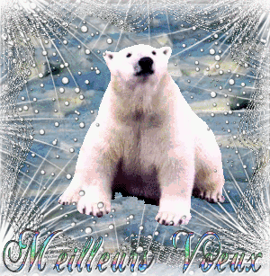 Ours polaire "meilleurs voeux"