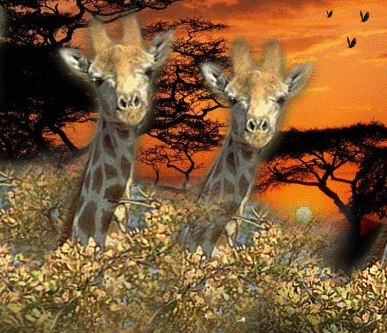 2 GIRAFES DANS LA SAVANE